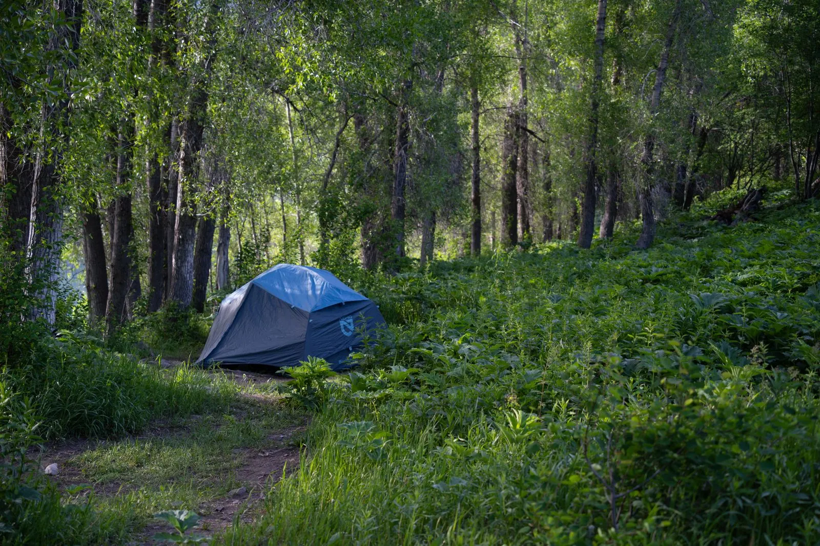 A lone tent set amidst lush greenery and trees in a tranquil forest setting.